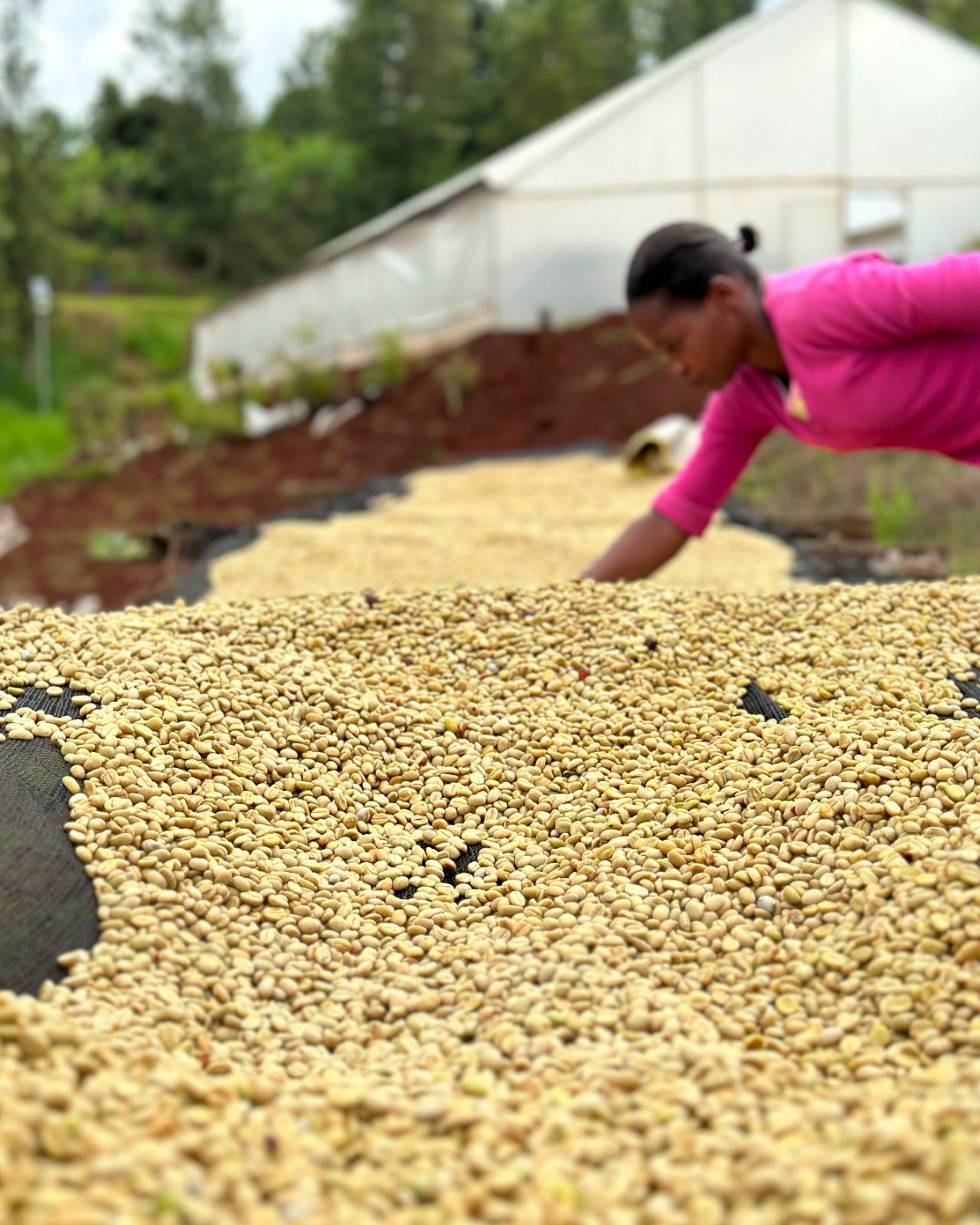 Gatagua Espresso