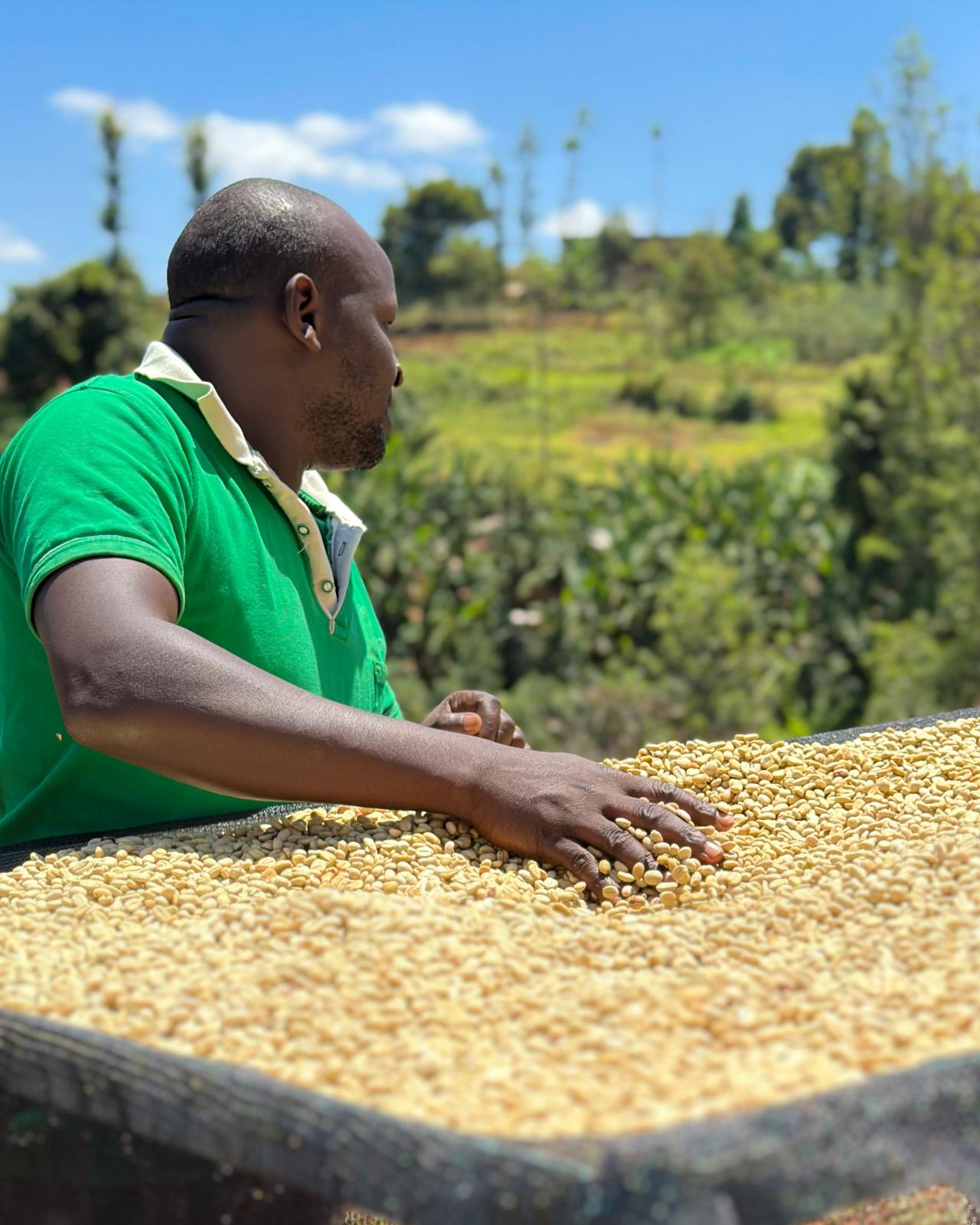 Gatagua Espresso