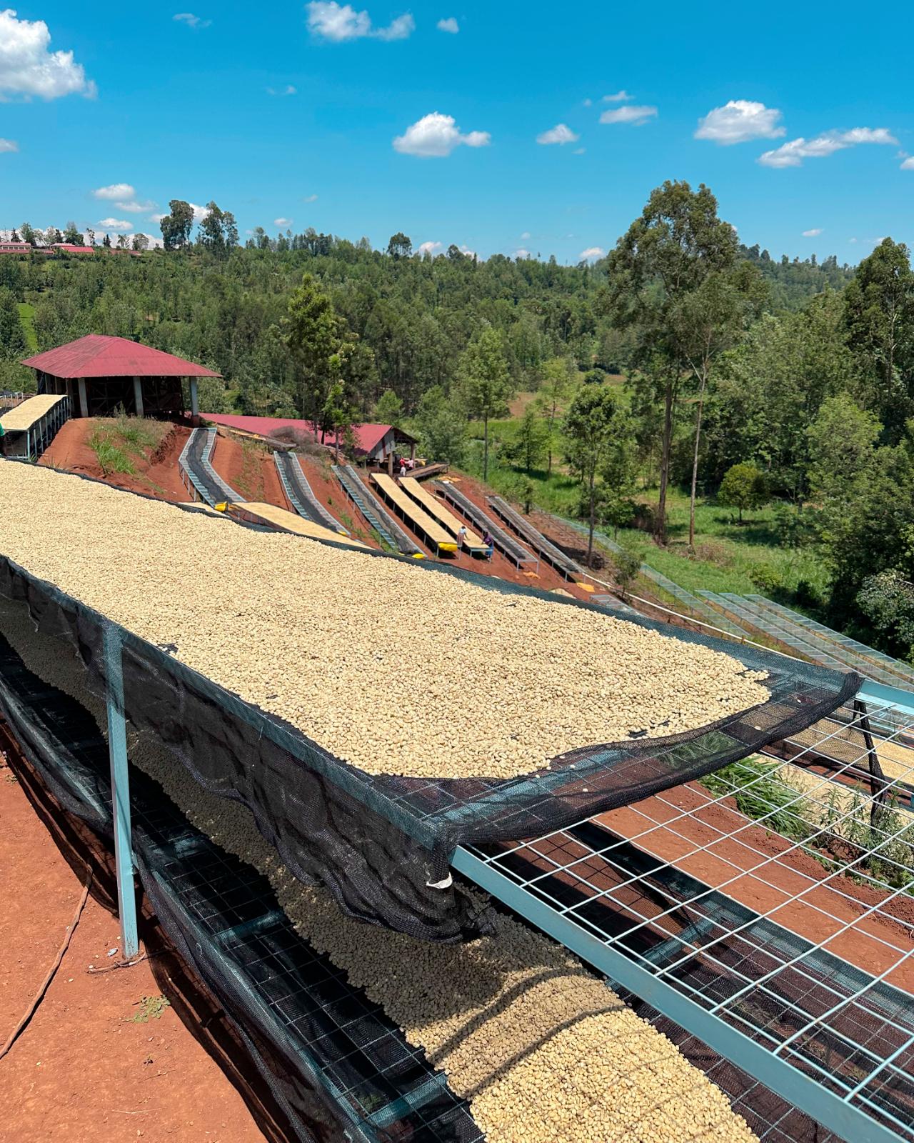 Gatagua Espresso