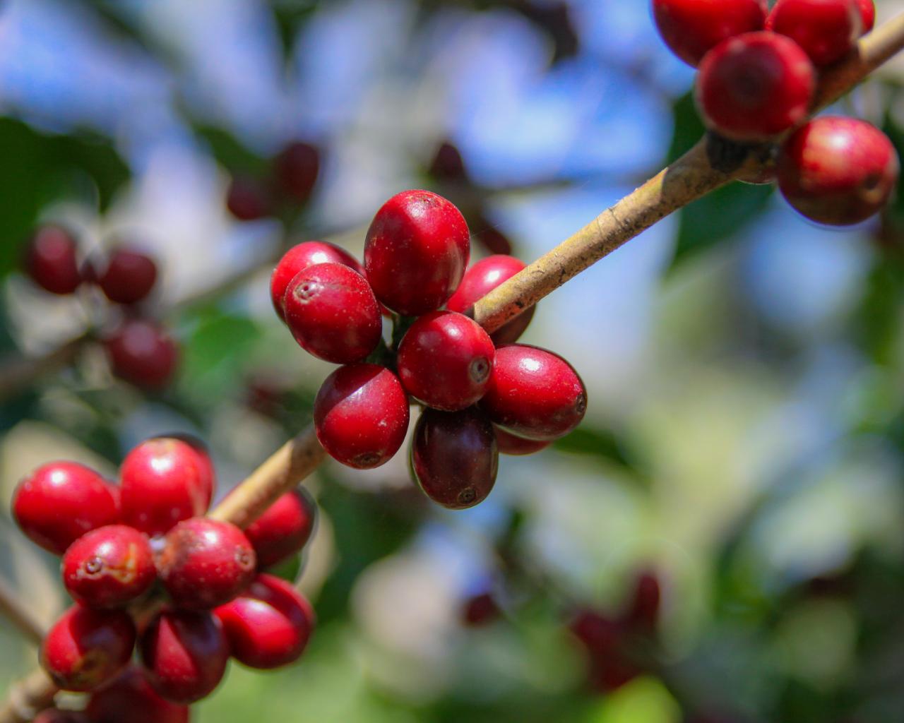 Julekaffe