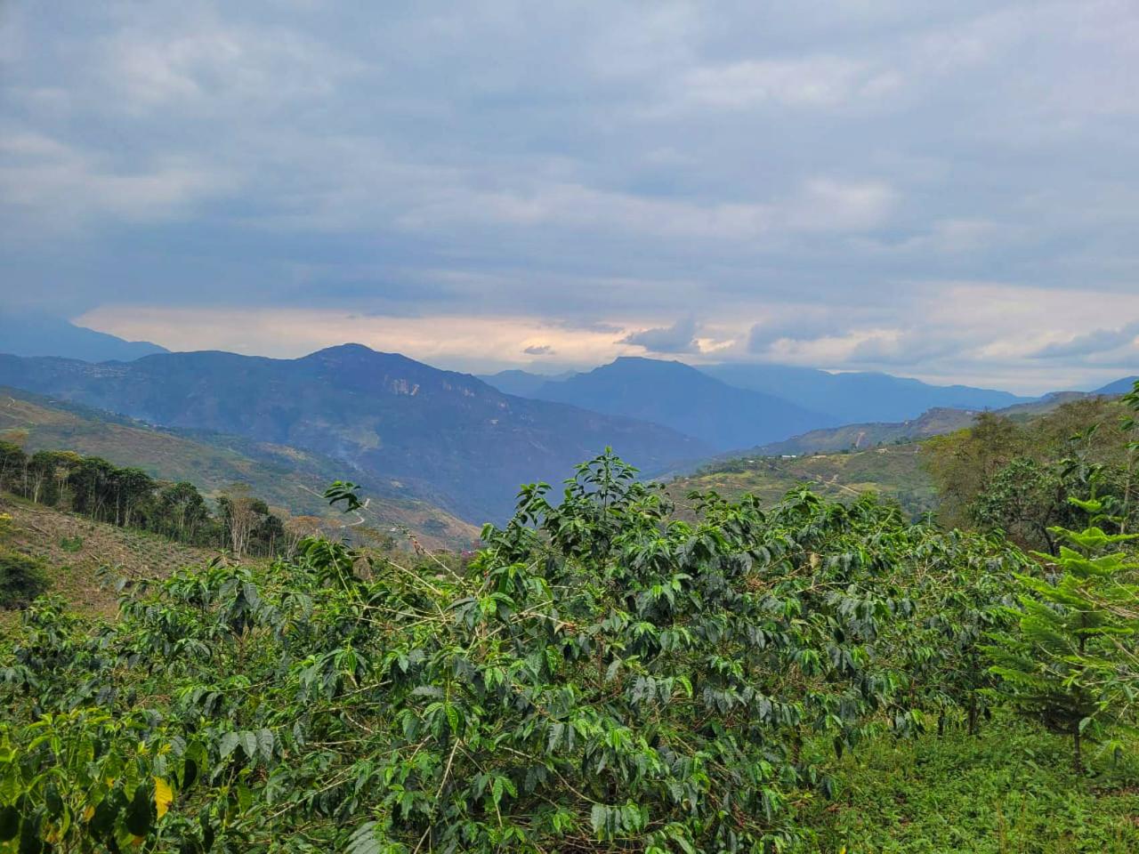 Mamaruntu