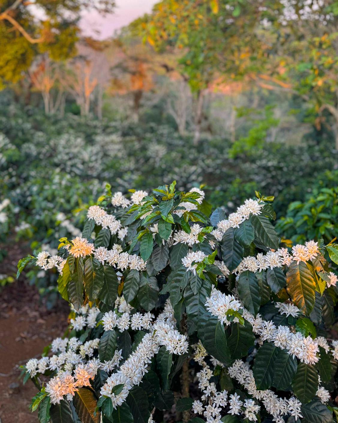 Rancho El Separo